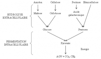 La dégradation et l’utilisation des glucides par les bactéries ruminales