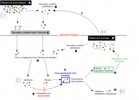 Les grandes étapes et mécanismes de l'émergence virale chez l'Homme de virus issus du réservoir zoonotique ou humain