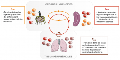 Localisation et fonction des différentes sous-populations de cellules mémoires (Tcm, Tem, Trm)