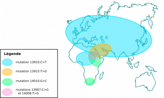 Répartition géographique des mutations responsables de la persistance de la lactase