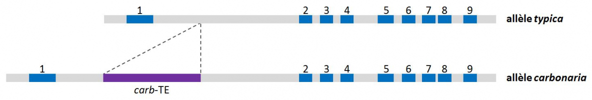 Structure schématique du gène cortex