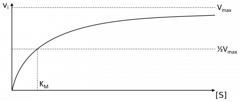 Vitesses initiales en fonction de la concentration en substrat