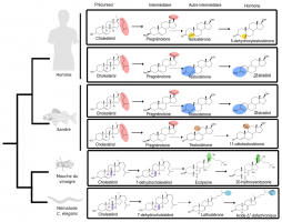 Comparaison de quelques étapes-clés des voies de synthèse des hormones stéroïdes chez les animaux à symétrie bilatérale