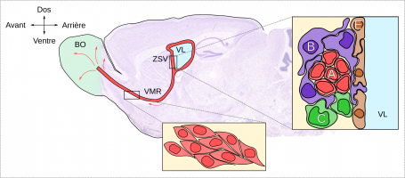 La neurogenèse adulte olfactive chez les Mammifères : de la zone sous-ventriculaire au bulbe olfactif (exemple du rongeur)