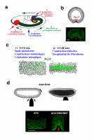 La gastrulation de la drosophile