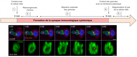 Dynamique de formation de la synapse immunologique cytotoxique