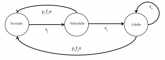 Graphe de cycle de vie d’un modèle avec trois classes d’âge représentant la dynamique des populations de lézards dans notre système