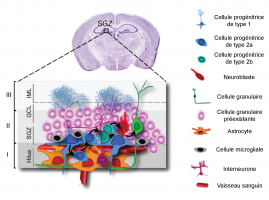 La zone sous-granulaire, source de la neurogenèse adulte hippocampique