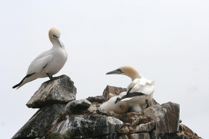 Le comportement territorial des fous de Bassan