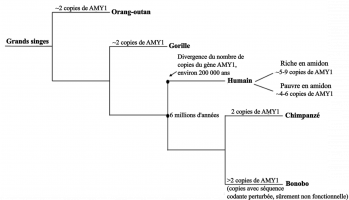 Nombre de copies du gène AMY1 chez les grands singes