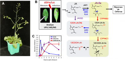 Nouvelles étapes identifiées dans le métabolisme des jasmonates