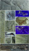 Quelques fossiles remarquables trouvés dans le gisement paléontologique de Paris Canyon (SE Idaho, USA), daté du Trias inférieur (250,5 millions d’années).