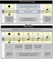 Représentation schématique des phases d’apprentissage et de test du biais de jugement utilisant des indices sonores, visuels, spatiaux ou olfactifs