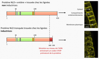 Représentation schématique des structures protéiques des protéines NLD (« Not Like Dad ») de lignées non inductrices et de lignées inductrices.