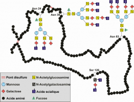 Structure primaire de l'EPO endogène