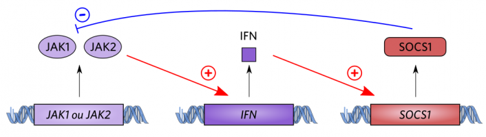 Mécanisme physiologique du rétrocontrôle négatif de la production d’IFN