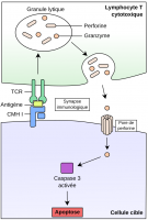 Perforine, granzymes et mort de la cellule cible