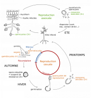 Cycle de vie de Phytophtora infestans, agent du mildiou de la pomme de terre