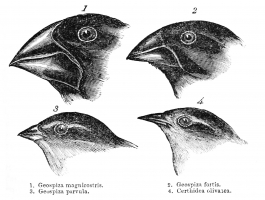 Forme du bec chez quatre espèces de pinsons des Galápagos