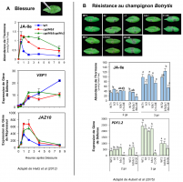 Impact du blocage ou de la sur-expression du catabolisme oxydatif sur l’abondance de l’hormone JA-Ile et sur l’expression de différents gènes