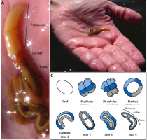 L’hémichordé Saccoglossus kowalevskii