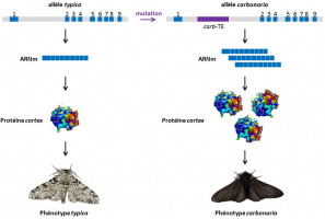 La mutation à l’origine de l’apparition d’un phénotype alternatif