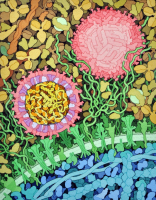 Structure du virus Zika