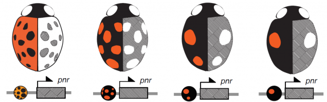 Les séquences régulatrices (ronds colorés) situées juste en amont de la séquence codante de pannier (rectangle hachuré) définissent des variants alléliques du gène associés aux différentes formes de coloration