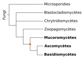 Arbre phylogénétique simplifié des Eumycètes