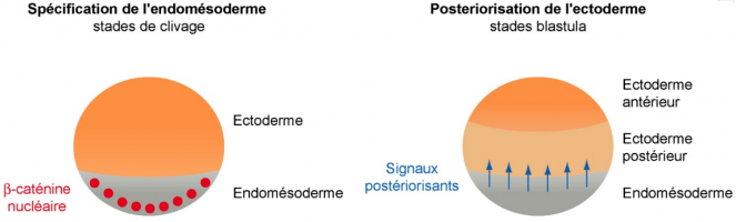 Rôle précoce de la voie Wnt canonique chez l'embryon d'hémichordé