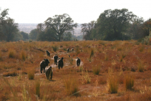 Le domaine vital des babouins