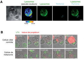 Les cellules de mélanome contrecarrent l’activité cytotoxique des LTc