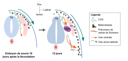 Les mélanocytes adultes chez la souris proviennent de deux types principaux de voies de migration des cellules des crêtes neurales (CCN) : la voie dorsolatérale et la voie ventrale