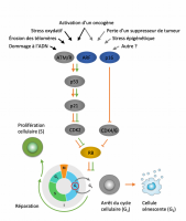 Principales voies de signalisation effectrices de la sénescence