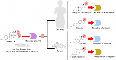 Modèle d’évolution du couple hormone-récepteur dans le cas des stéroïdes de vertébrés à chaîne latérale clivée