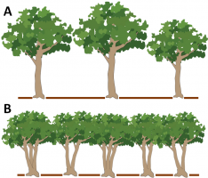 Deux structures de peuplement forestier