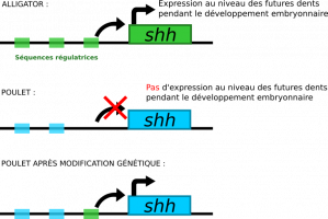 Principe de l’édition du génome visant à modifier la morphologie des organismes en changeant leur développement embryonnaire