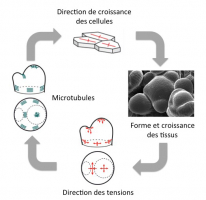 Distribution des forces, orientation des microtubules et croissance orientée des tissus