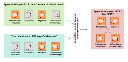 Exemple de modification possible de réseau de régulation génique (GRN) après la double duplication de génome à la base des Vertébrés