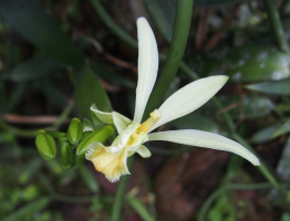 Fleur de Vanilla tahitensis