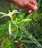 Inflorescence de Vanilla tahitensis