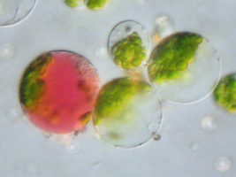 Fusion de protoplastes