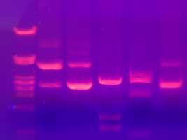 Électrophorèse d'ADN sur gel