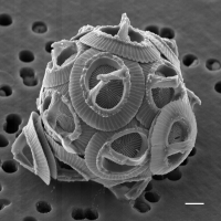 Le coccolithophoridé Gephyrocapsa oceanica