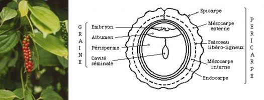 Épi de poivre et schéma de la section du grain