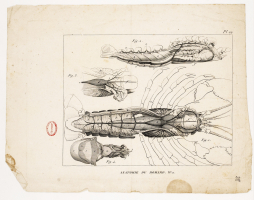 Planche VII du mémoire de Geoffroy Saint-Hilaire sur la vertèbre de 1822