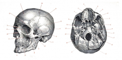 Crâne d'Homo sapiens