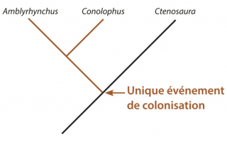 Le modèle de relation de parenté entre les iguanes des Galápagos dans le cas d’un unique événement de colonisation des Galápagos par des iguanes continentaux du genre Ctenosaura