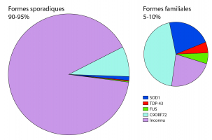 Les différentes formes de sclérose latérale amyotrophique