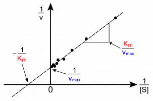 Représentation de Lineweaver et Burk